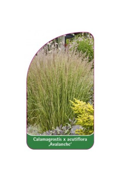 Білотрав Аваланч злак